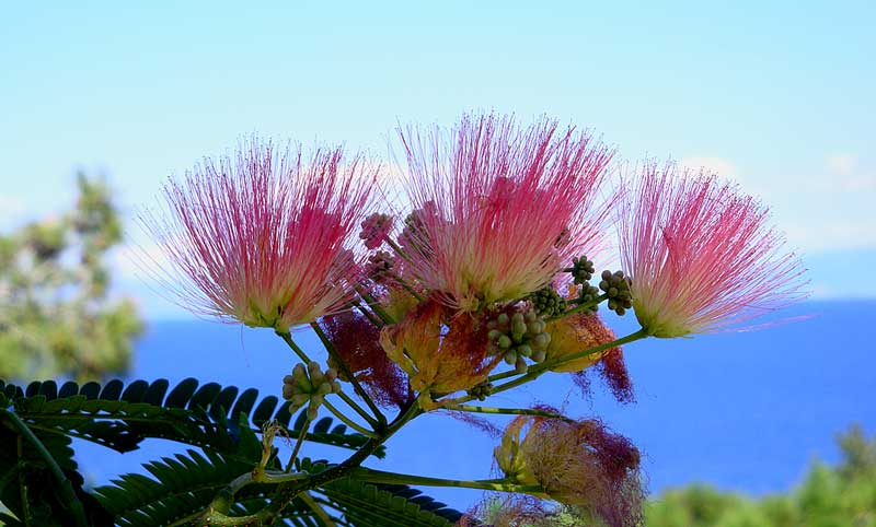 ACACIA-013182847
