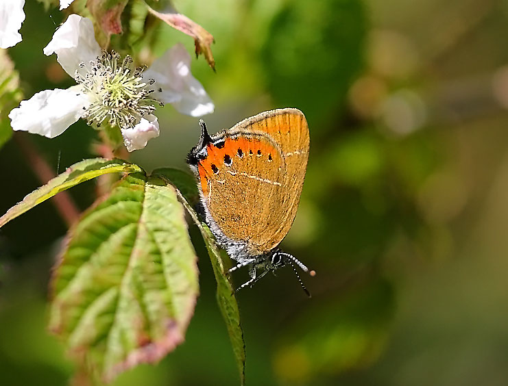 Black-Hairstreak-2-56122886