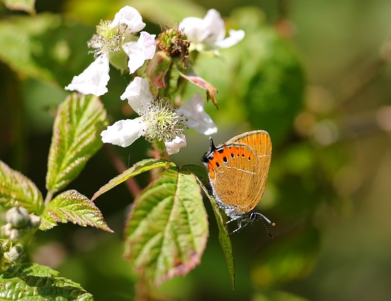 Black-Hairstreak-56122886