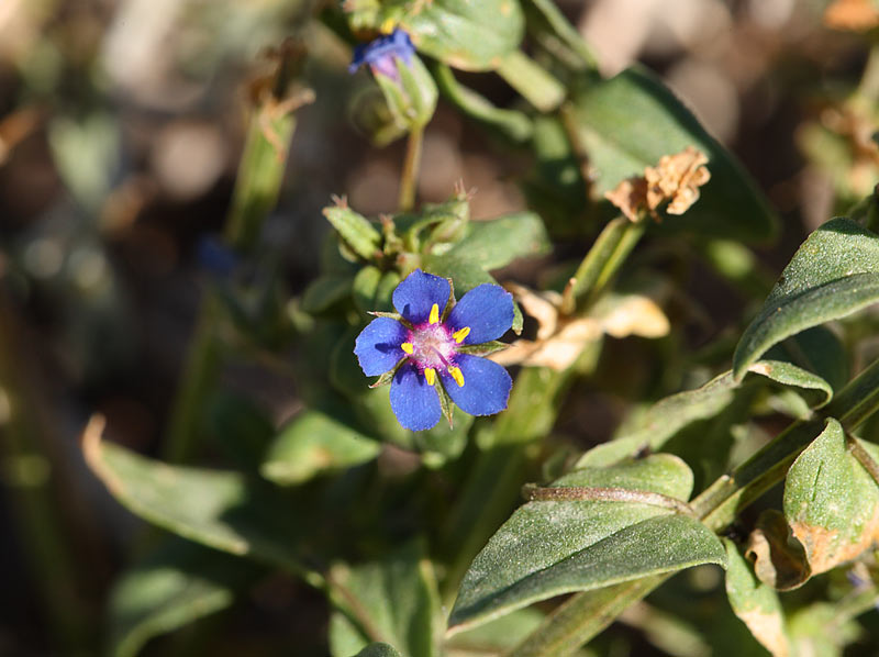 Blue-ssp-of-Scarlet-Pimpernel-50772836