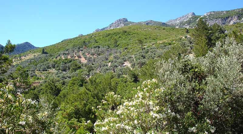 COUNTRYSIDE-013342850