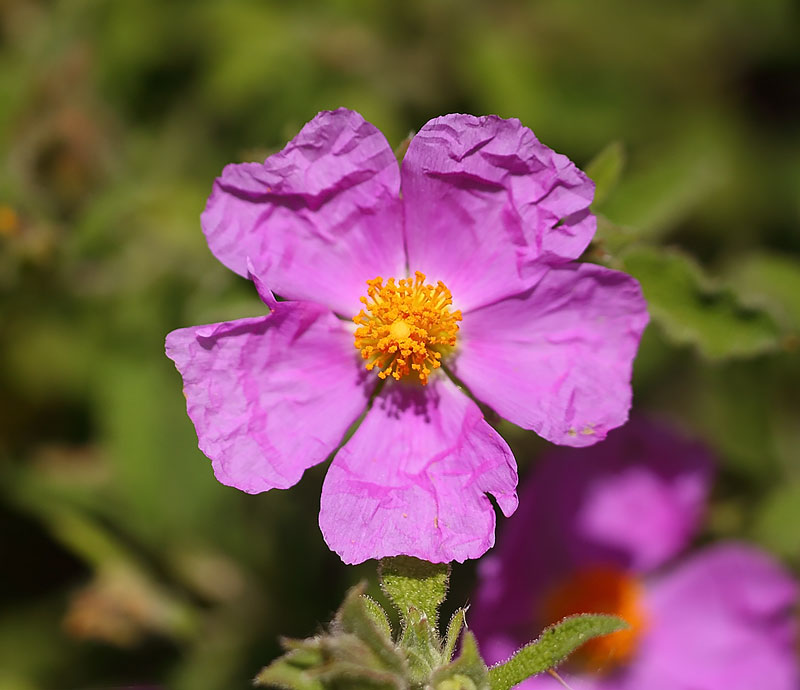 Cistus-creticus-02652830