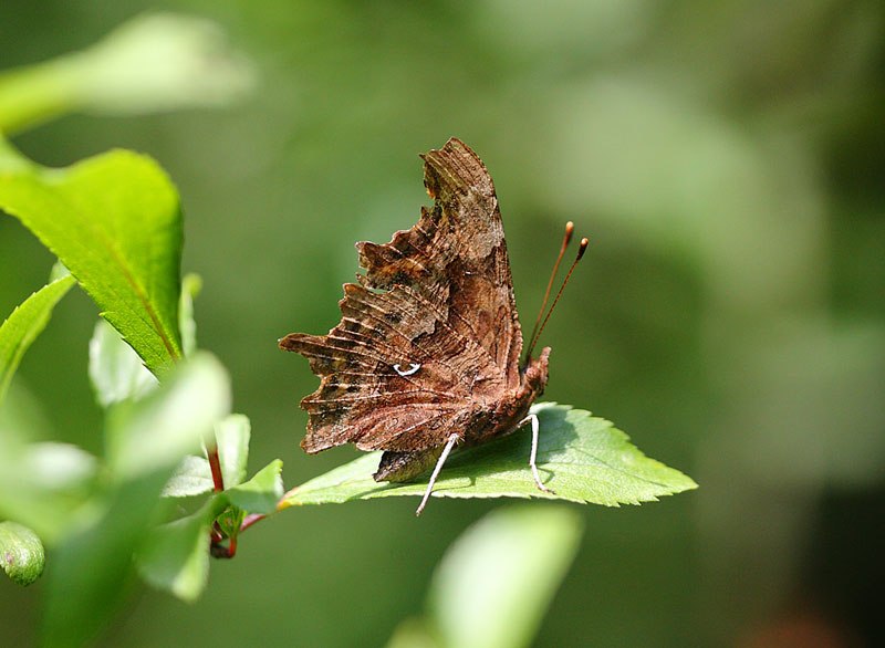 Comma-55432881