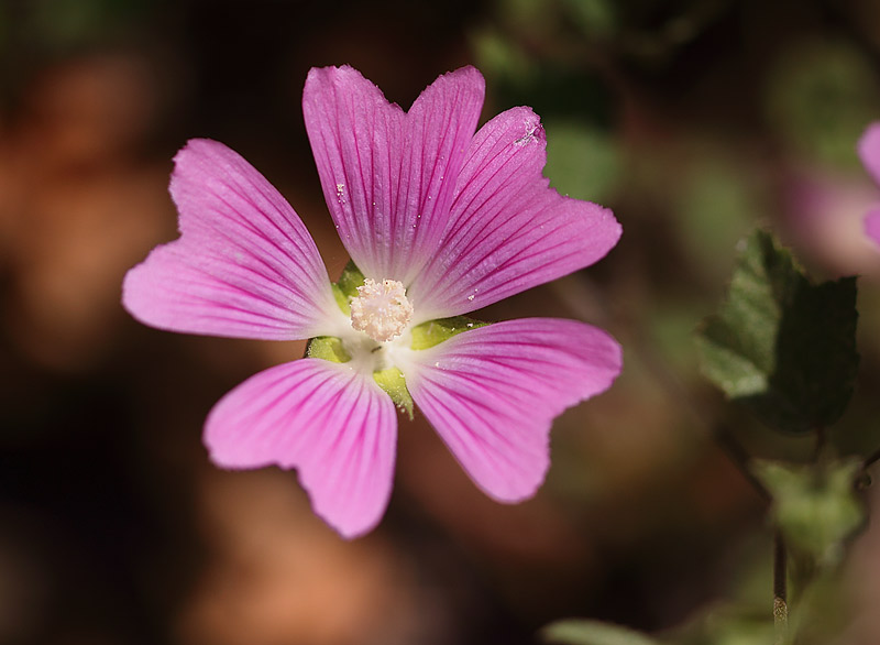 Mallow-species2829