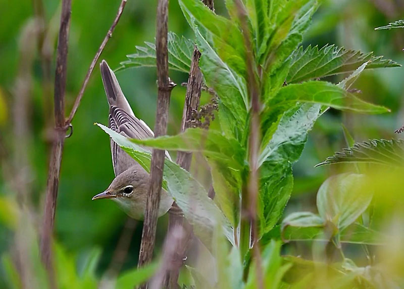 Marsh-Warbler-1-Irfanview