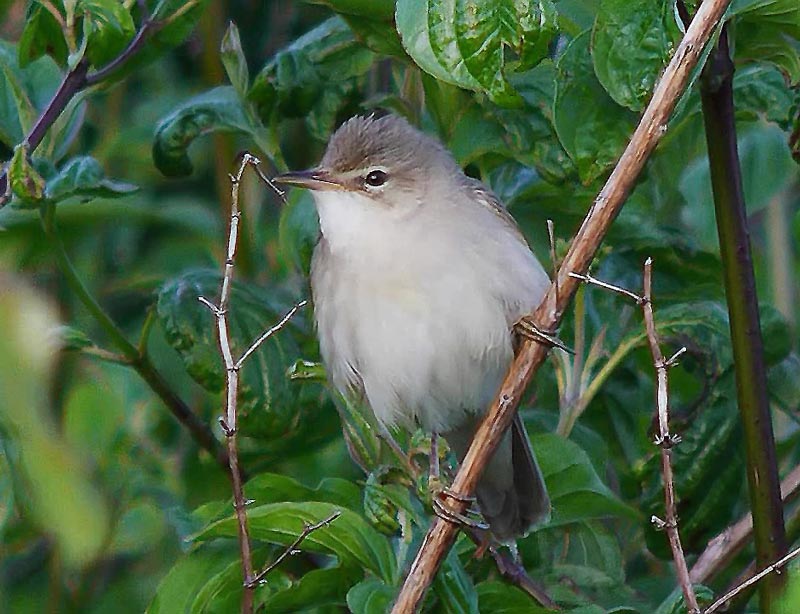 Marsh-Warbler-2-Irfanview