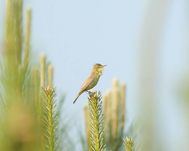 Melodious-Warbler51702865