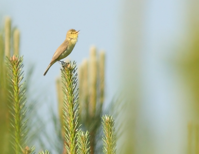 Melodious-Warbler51722866