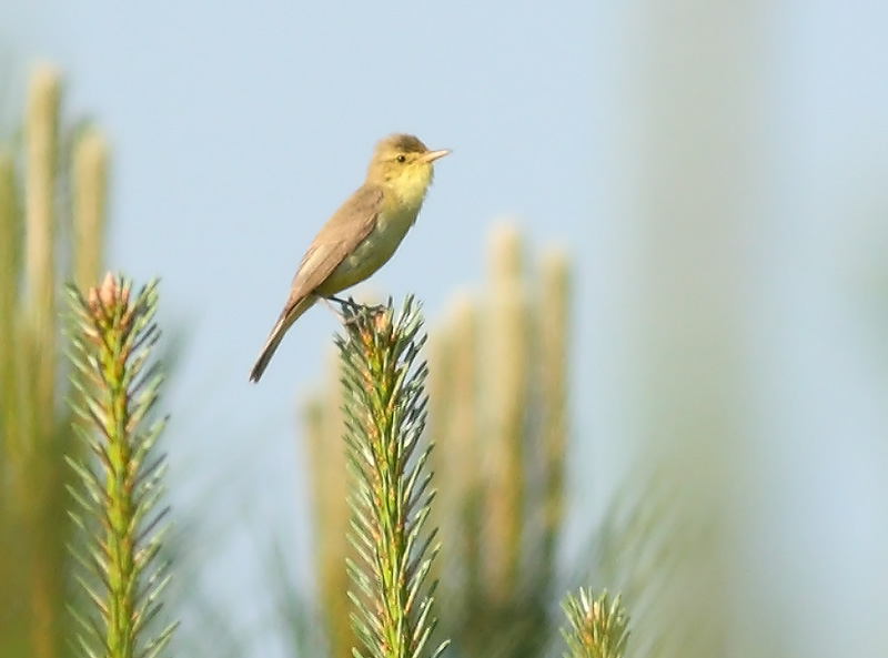 Melodious-Warbler51762867