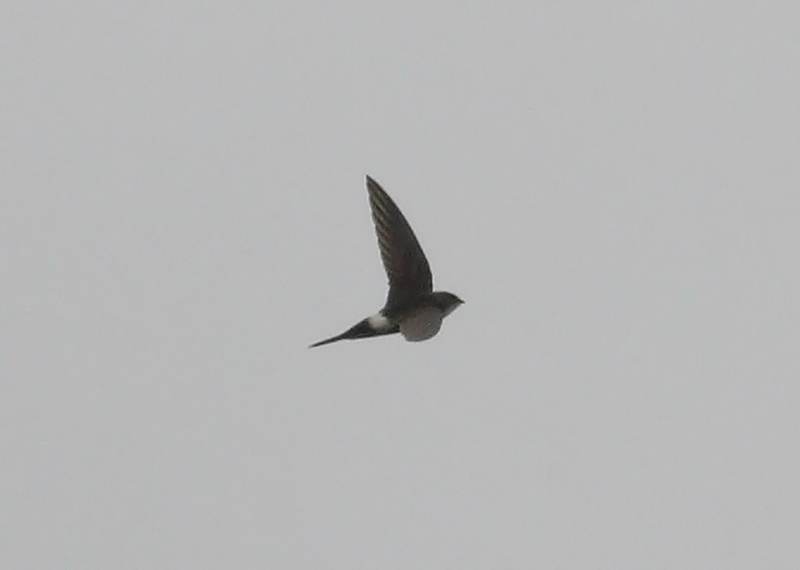 Pacific-Swift-51592859