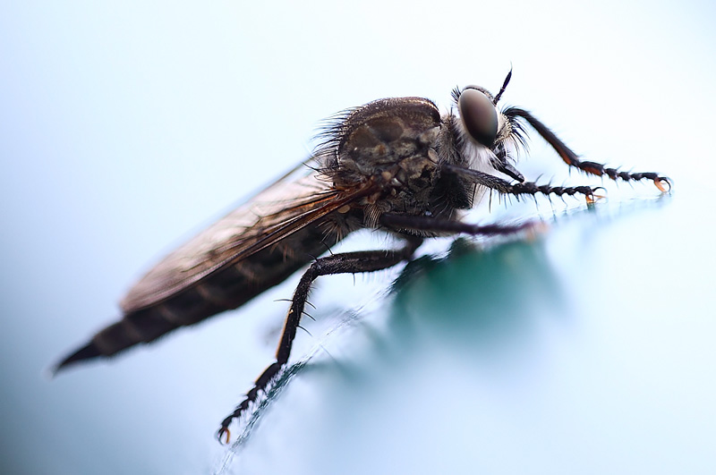 Robber-Fly-species-03042832