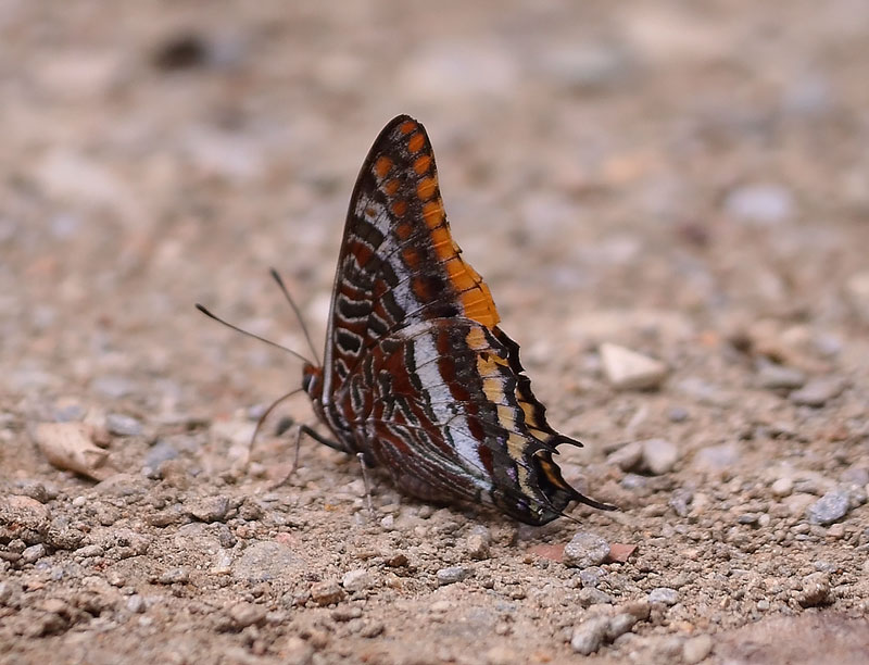 TWO-TAILED-PASHA-02962827