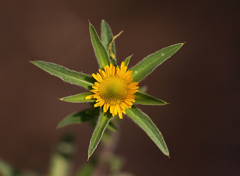 s-Beard-species-02632828