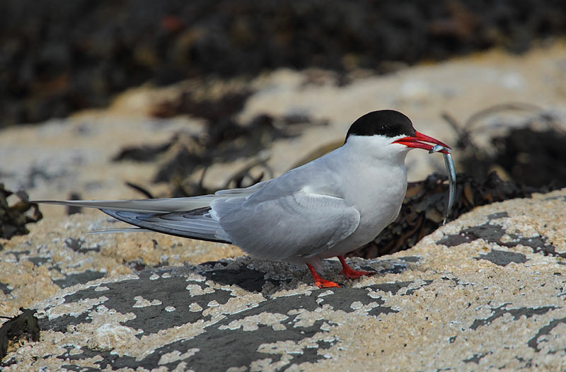 Arctic-Tern-03902941