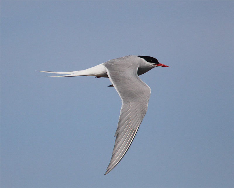 Arctic-Tern-05552934