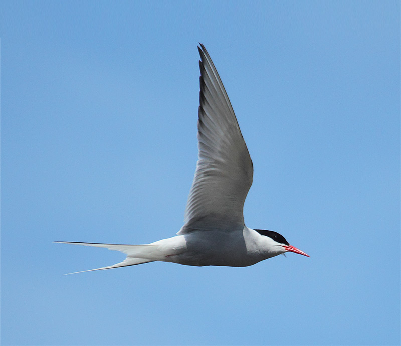 Arctic-tern-05222944