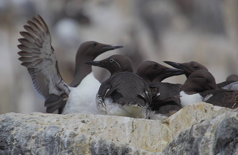 Bridled-Guillemot-01492895
