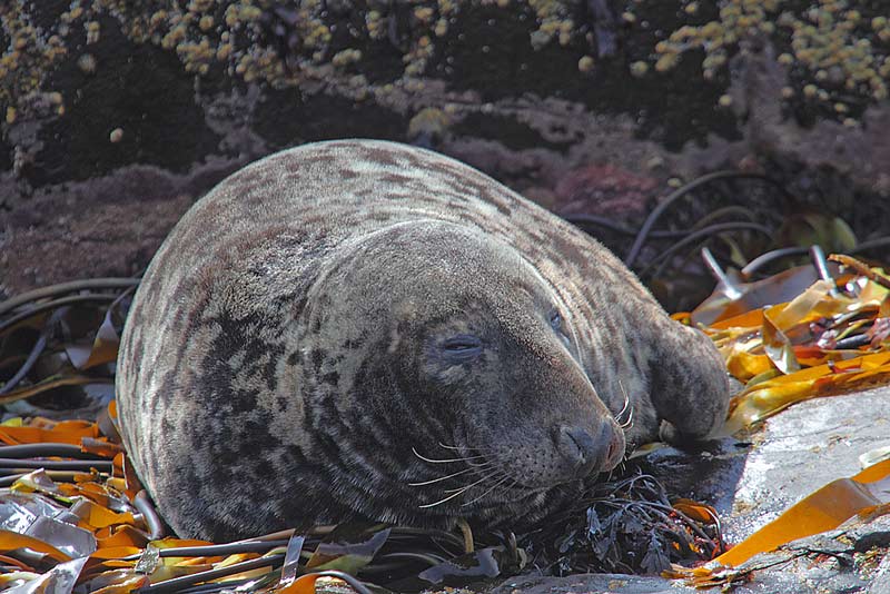 Bull-Grey-Seal-02392907