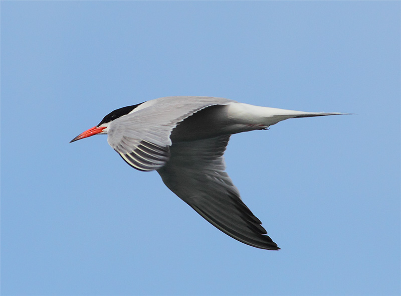 Common-Tern-07172932