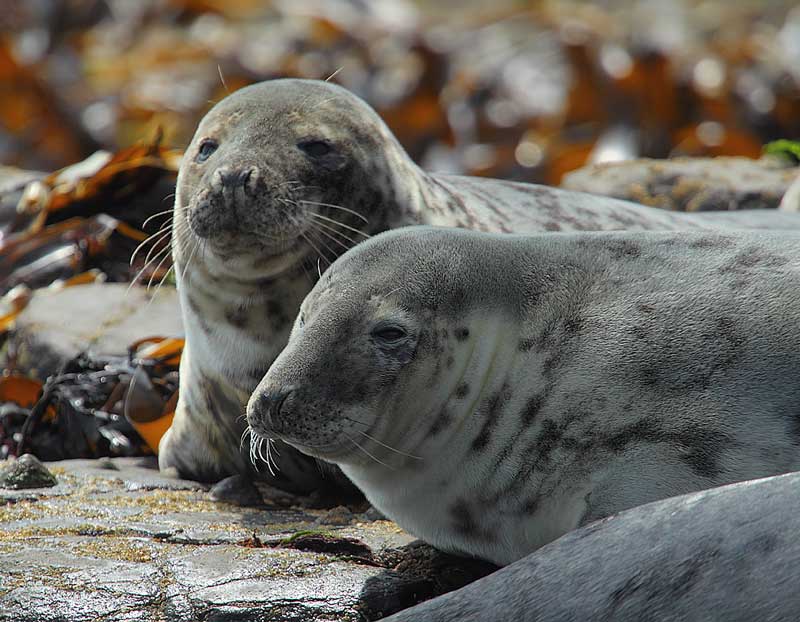 Grey-Seal-02442889