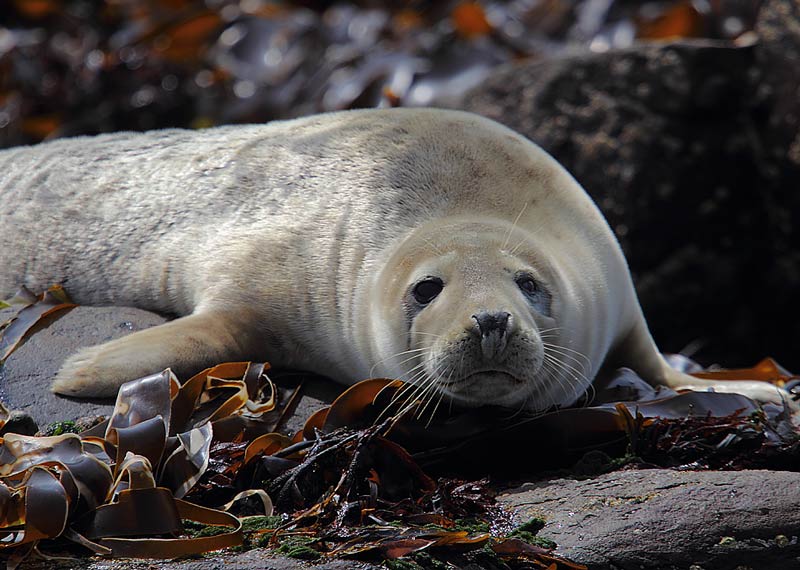 Grey-Seal-pup-02572909