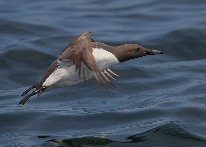 Guillemot-02242905