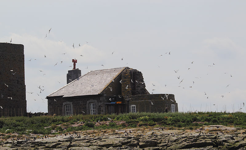 Inner-Farne-02592910