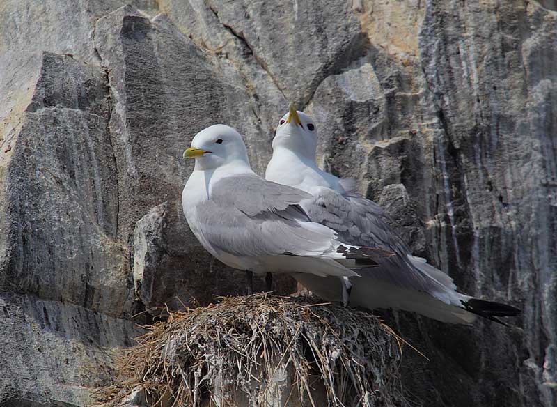 Kittiwakes-01592897