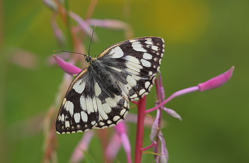 Marbled-White-10942966