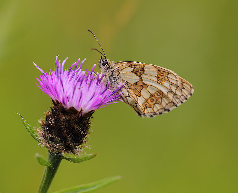 Marbled-White-11242970