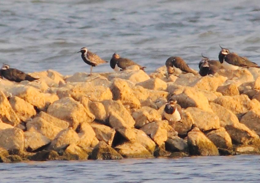 Pacific-Golden-Plover-09302950