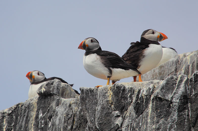 Puffin-01712899