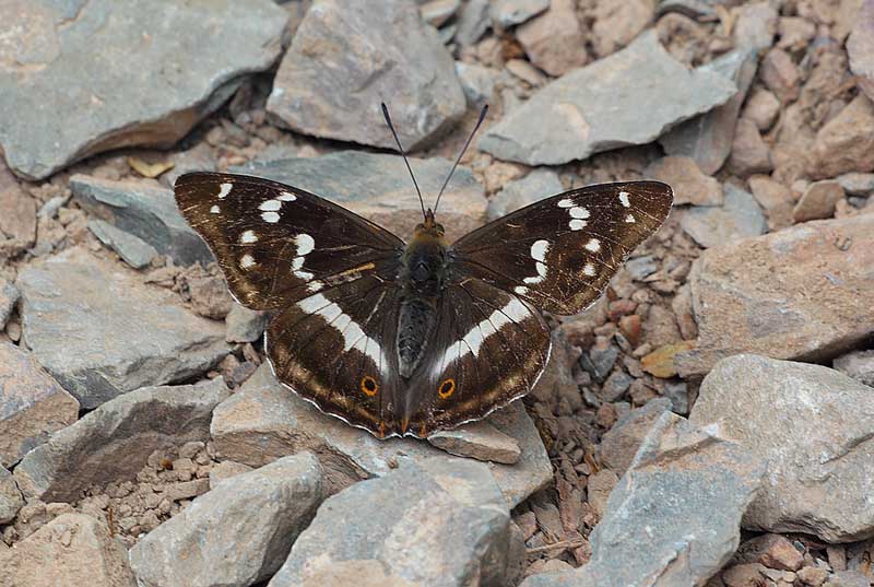 Purple-Emperor-10132960