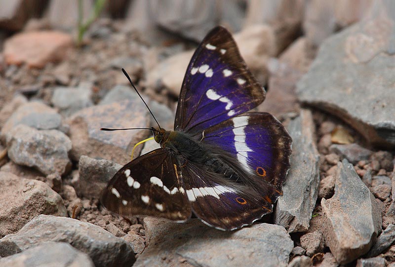 Purple-Emperor-57612981