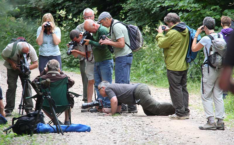 Purple-Emperor-Twitch-57182978