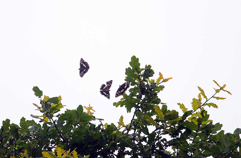 Purple-Emperors-56882975