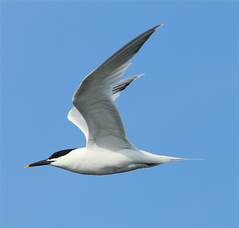 Sandwich-Tern-07032947