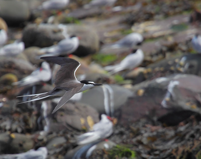 Spot-the-Bridled-Tern-04272926
