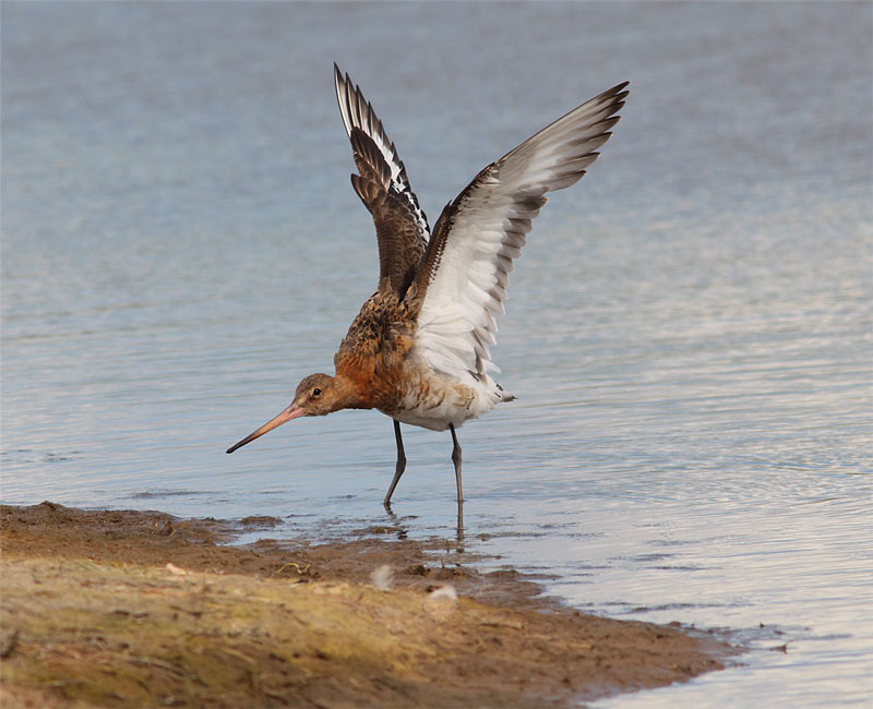 Black-tailed-Godwit-17403057