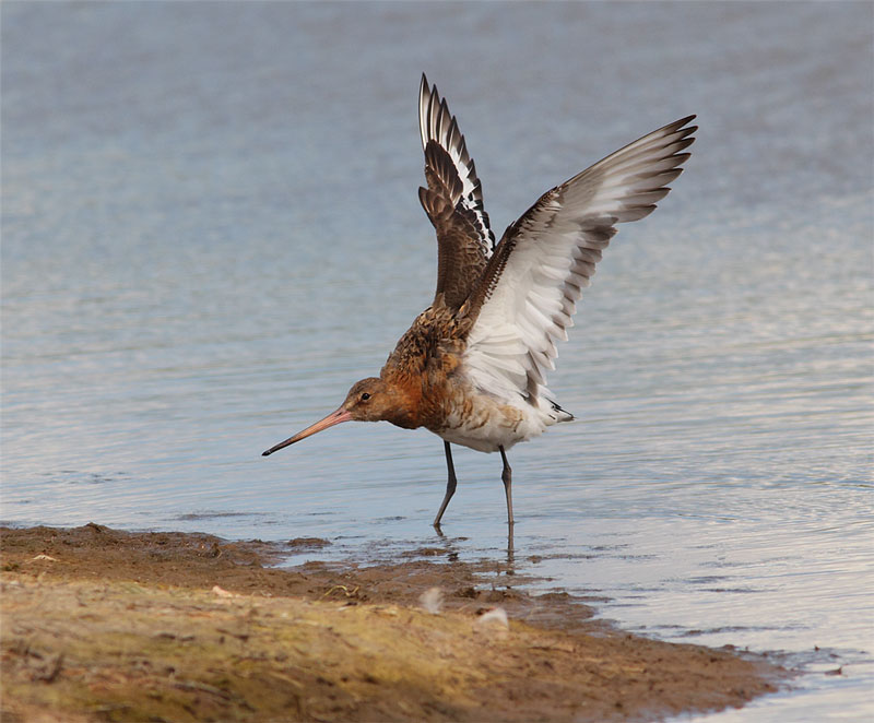 Black-tailed-Godwit-17413055