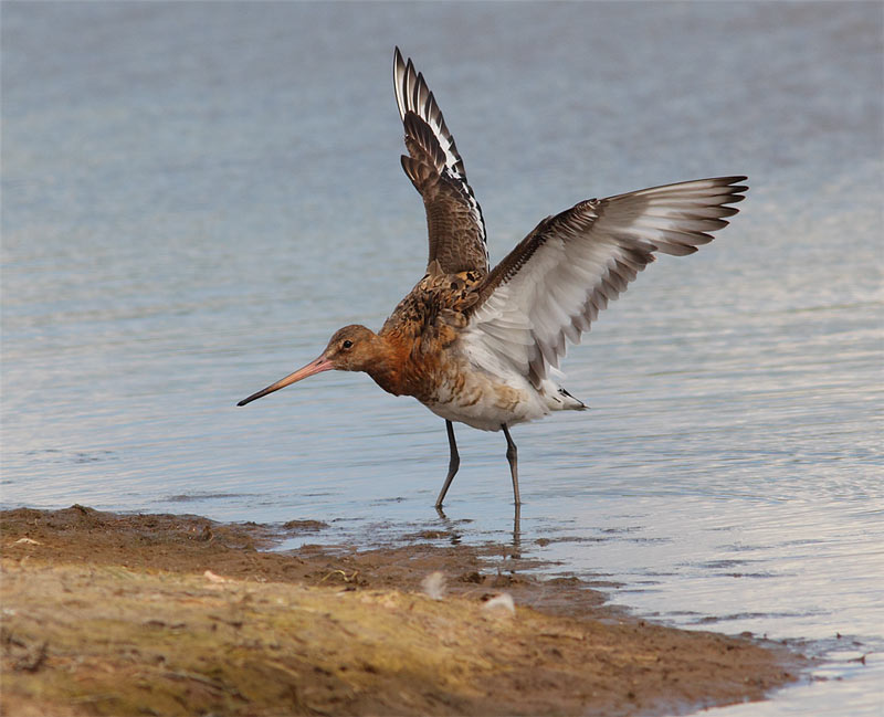 Black-tailed-Godwit-17423056
