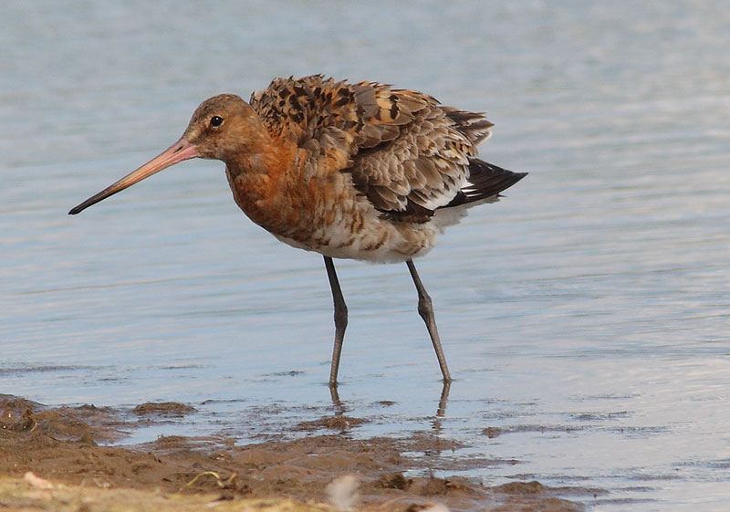 Black-tailed-Godwit-17473058