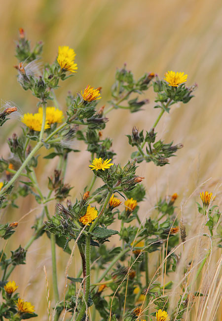 Bristly-Oxtongue16993052