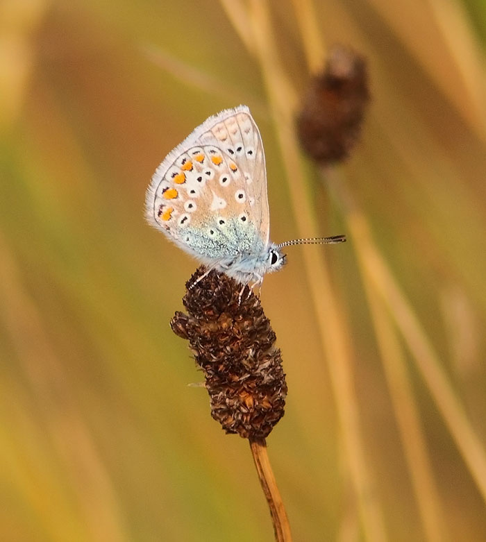 Common-Blue-27433165