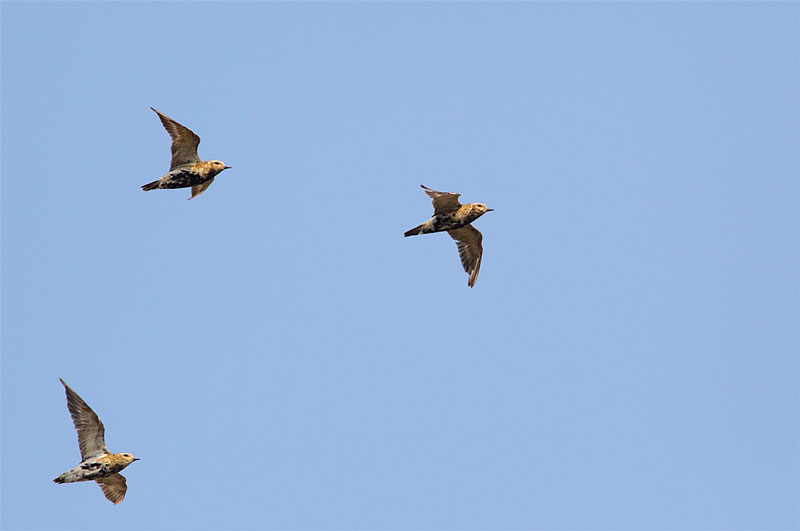 Golden-Plover-23193143