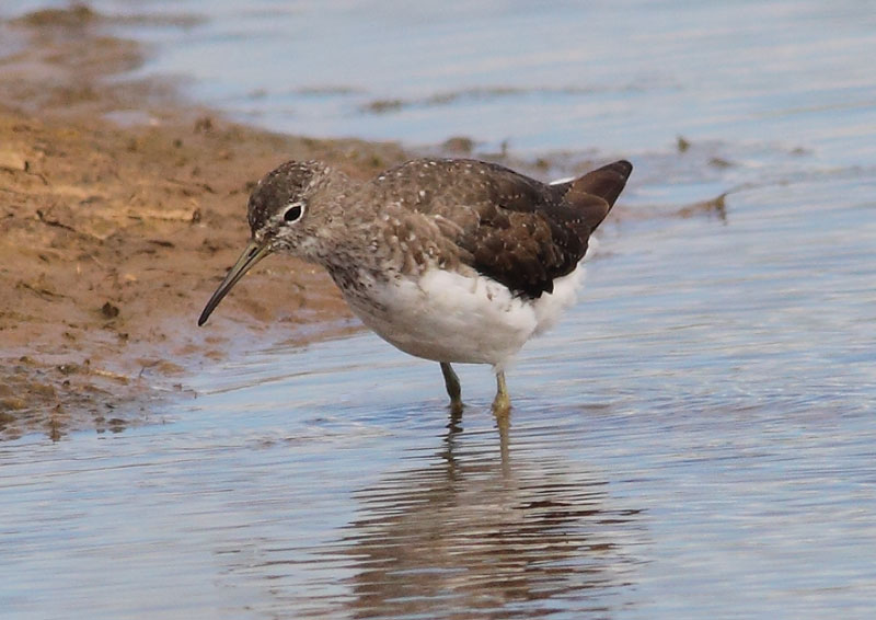 Green-Sandpiper-17733059
