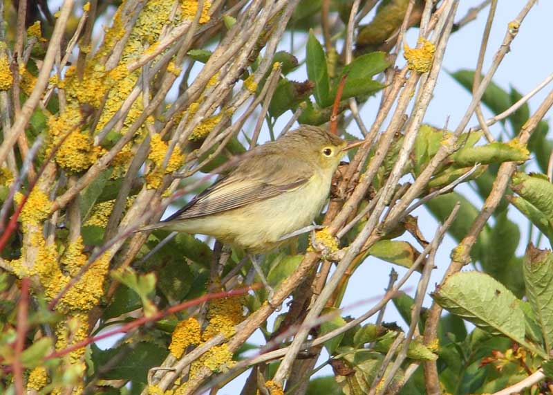 Icterine-Warbler-26973137