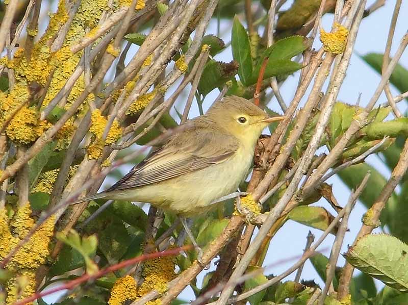 Icterine-Warbler-26983138