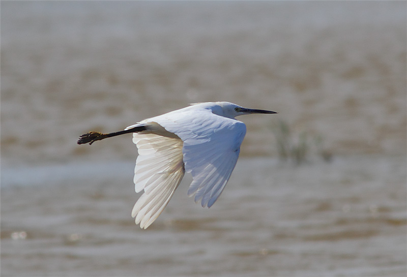 Little-Egret-16413049