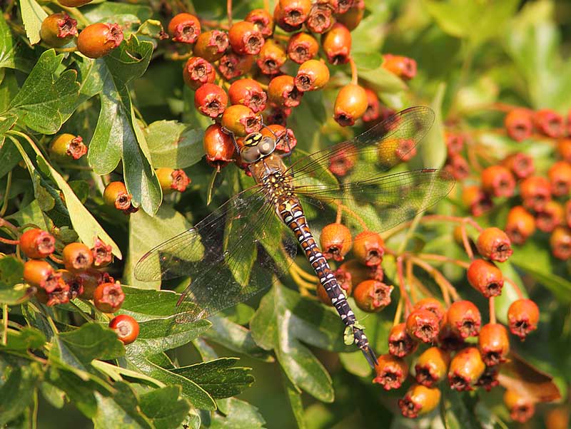 Migrant-Hawker-27503166